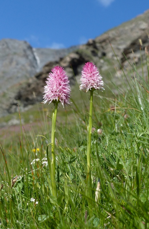 Nigritella corneliana, una regina nelle Alpi occidentali  Savoia francese   luglio 2023.